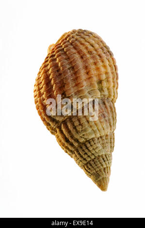 Dog Whelk shell Stock Photo - Alamy