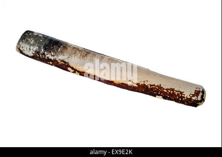 Pod razor shell / Common razorfish (Ensis siliqua) on white background Stock Photo