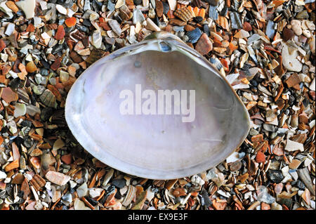 Rayed trough shell (Mactra stultorum cinerea / Mactra corallina cinerea) on beach Stock Photo