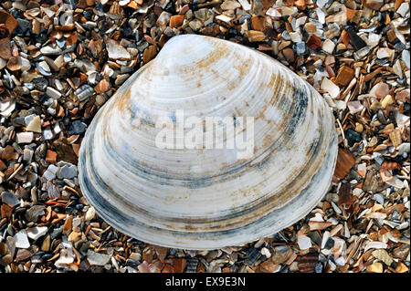 Rayed trough shell (Mactra stultorum cinerea / Mactra corallina cinerea) on beach Stock Photo