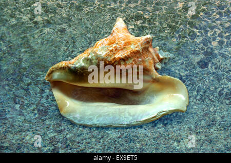 Beautiful seashell in natural enviroment covered by water Stock Photo