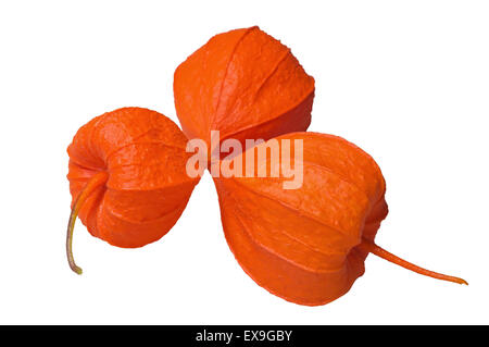 Physalis fruit isolated on a white background. Close up. Stock Photo