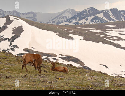 A pair of Elk bulls in the high mountains of Colorado. Stock Photo