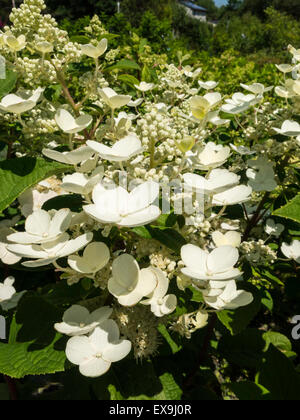 Nursery with Flowers blooming in Summertime, USA Stock Photo