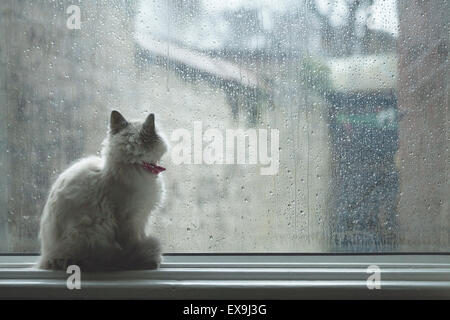 Cat sits on a window sill, looking outside through the rain covered glass, bearing connotations of loneliness, longing, sadness Stock Photo