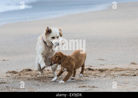 Two dogs playing on Fistral Beach in Newquay, Cornwall. Stock Photo