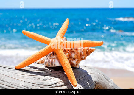 closeup of a starfish and a conch on an old washed-out tree trunk in the beach, with a bright blue sea in the background Stock Photo