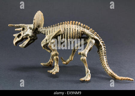 Triceratops fossil dinosaur skeleton model toy on black background Stock Photo