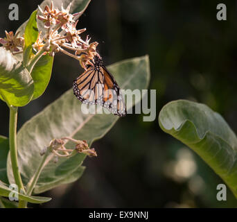 Monarch butterfly feeding on milkweed flowers - Danaus plexippus Stock ...
