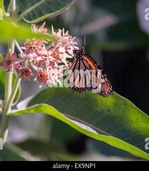 Butterflies Translucent Monarch Butterfly sipping nector from Blooming Milkweed Plant. Idaho, USA. North america Stock Photo
