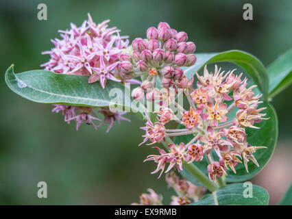 Butterflies,Food, Blooming Common Milkweed PLant growing in a riparian backyard.  Idaho, Usa, North America Stock Photo