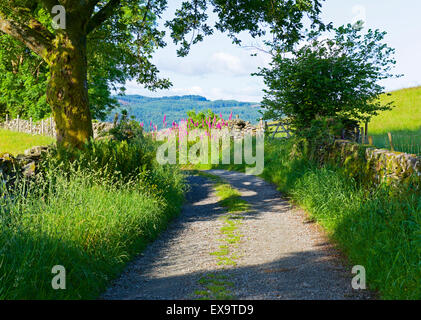 Green lane in the Troutbeck Valley, Lake District National Park, Cumbria, England UK Stock Photo