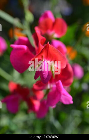 Sweet pea, 'Prince Edward of York' flowering in a summer garden Stock Photo