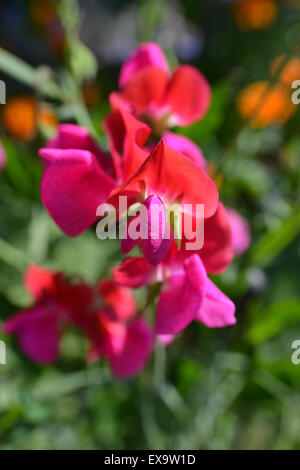 Sweet pea, 'Prince Edward of York' flowering in a summer garden Stock Photo