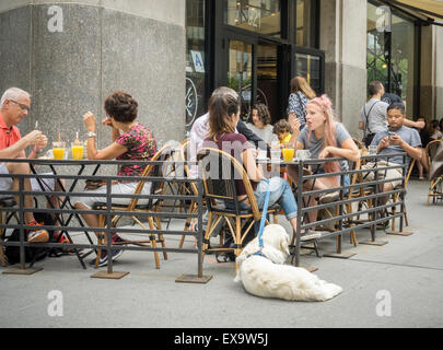 A dog patiently waits outside while its owner eats in an outdoor cafe in New York on Saturday, July 4, 2015. The NYS legislature has passed a bill allowing restaurants to permit dogs (with their owners) in the seating areas of outdoor cafes. The dogs must be on leashes and the restaurant has the final say whether or not it wishes to admit dogs. (© Richard B. Levine) Stock Photo