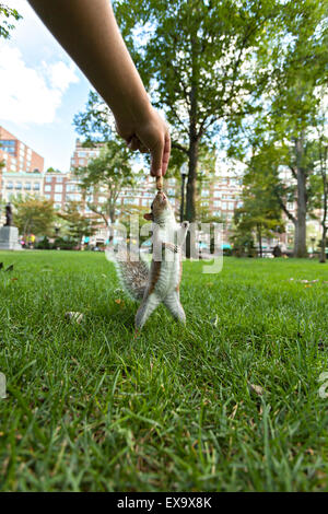 Feeding Wild Squirrel a Peanut Stock Photo