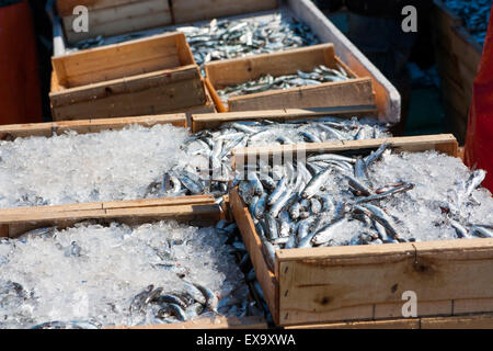 Sardines Fish Market Stock Photo