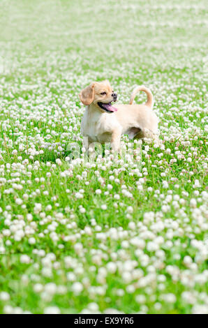 Pekingese - Cocker Spaniel Mixed Breed Happy In Field Of White Clovers Stock Photo