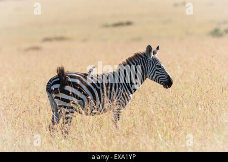 Zebra in the Savanna of Kenya Stock Photo