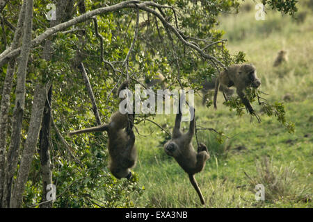 Young olive baboons playing in tree, Ol Pejeta Conservancy, Kenya Stock Photo