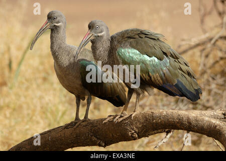 Pair of Hadada ibises, Samburu, Kenya Stock Photo