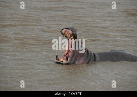 Hippopotamus yawning in the rain, in the Mara River, Masai Mara, Kenya Stock Photo