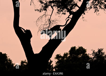 Silhouette of leopard in tree, Masai Mara, Kenya Stock Photo