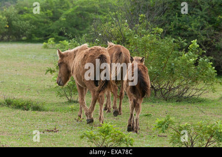 Pony horses in India Stock Photo