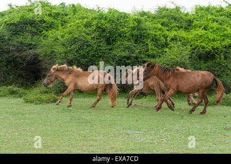 horses in India Stock Photo