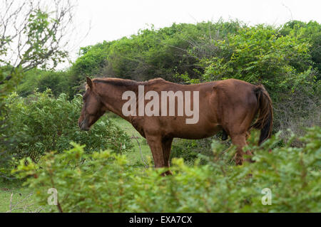 Pony horse in India Stock Photo