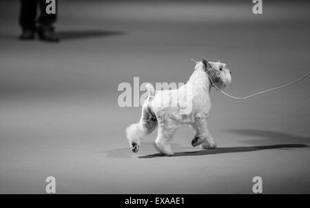 Buenos Aires, Argentina. 9th July, 2015. An instructor shows a Schnauzer to the judges during the 'International Dog Show' in Buenos Aires, Argentina, July 9, 2015. Credit:  Martin Zabala/Xinhua/Alamy Live News Stock Photo