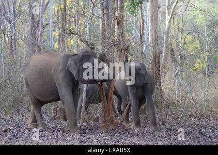 A small herd of Indian Elephants browsing in the dry season. Stock Photo