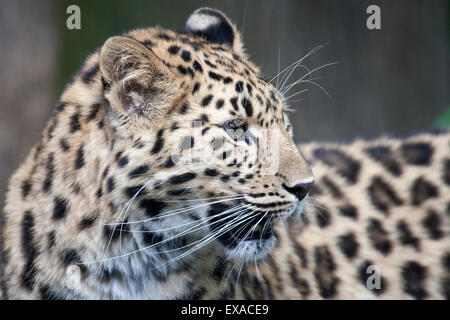 A side profile of an Amur Leopard Stock Photo