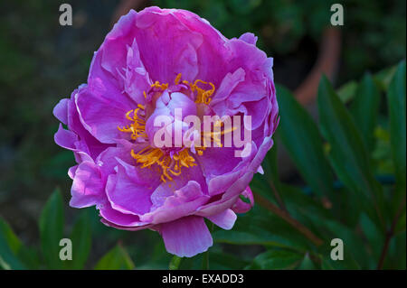 Peony flower (Paeonia sp.), Bavaria, Germany Stock Photo