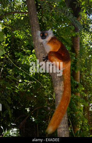 Black lemur (Eulemur macaco), female in the rainforests of Lokobe National Park, Nosy Be, Madagascar