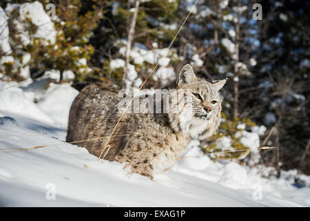 Bobcat (Lynx rufus), Montana, United States of America, North America Stock Photo