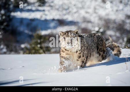 Snow leopard (Panthera india), Montana, United States of America, North America