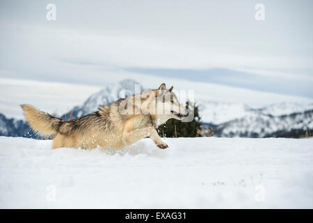 Grey wolf (timber wolf) (Canis lupis), Montana, United States of America, North America Stock Photo