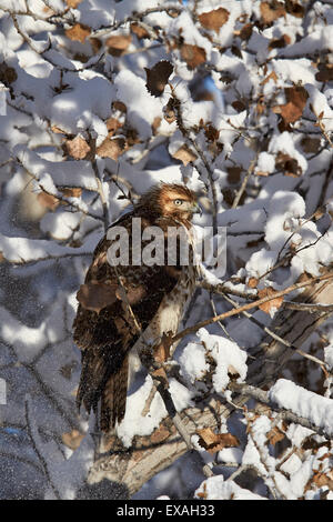 Red-tailed hawk (Buteo jamaicensis) juvenile in a snow-covered tree, Bosque del Apache National Wildlife Refuge, New Mexico, USA Stock Photo