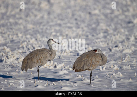 Two sandhill crane (Grus Canadensis) in the snow, Bosque del Apache National Wildlife Refuge, New Mexico, USA Stock Photo