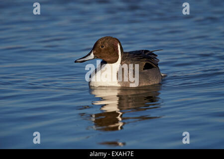 Northern pintail (Anas acuta) male swimming, Bosque del Apache National Wildlife Refuge, New Mexico, United States of America Stock Photo