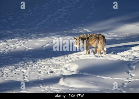 Gray wolf (Canis lupus) 870F of the Junction Butte Pack in the winter, Yellowstone National Park, Wyoming, USA Stock Photo