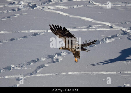 Juvenile golden eagle (Aquila chrysaetos) in flight over snow in the winter, Yellowstone National Park, Wyoming, USA Stock Photo
