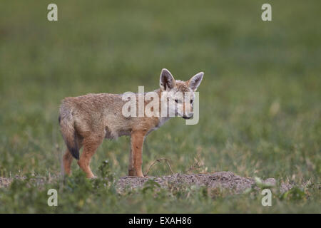 Serengeti jackal (golden jackal) (Canis aureus bea) pup, Ngorongoro Crater, Tanzania, East Africa, Africa Stock Photo