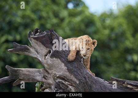 Lion (Panthera Leo) cub on a downed tree trunk in the rain, Ngorongoro Crater, Tanzania, East Africa, Africa Stock Photo