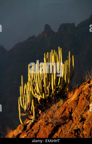 Los Gigantes cliffs at Tenerife, Canary Island Stock Photo