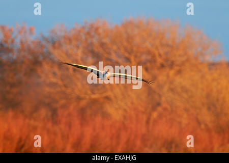 Two sandhill crane (Grus canadensis) in flight, Bosque del Apache National Wildlife Refuge, New Mexico, United States of America Stock Photo