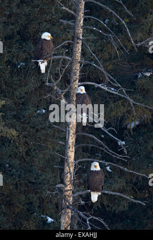 Three bald eagle (Haliaeetus leucocephalus) in an evergreen tree, Yellowstone National Park, Wyoming, United States of America Stock Photo