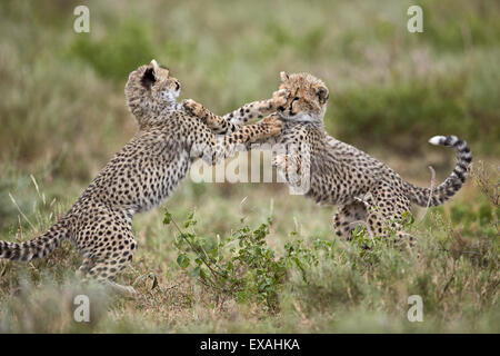 Two cheetah (Acinonyx jubatus) cubs playing, Ngorongoro Conservation Area, Serengeti, Tanzania, East Africa, Africa Stock Photo