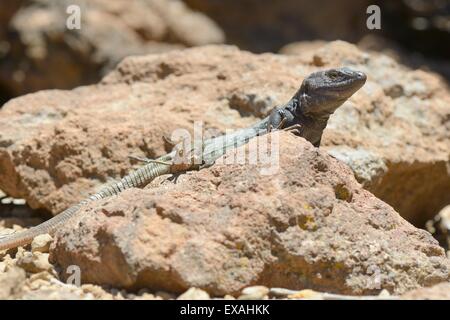 Male Tenerife lizard (Western Canaries lizard) (Gallotia galloti) sun basking on volcanic rock Tenerife, Canary Islands, Spain Stock Photo